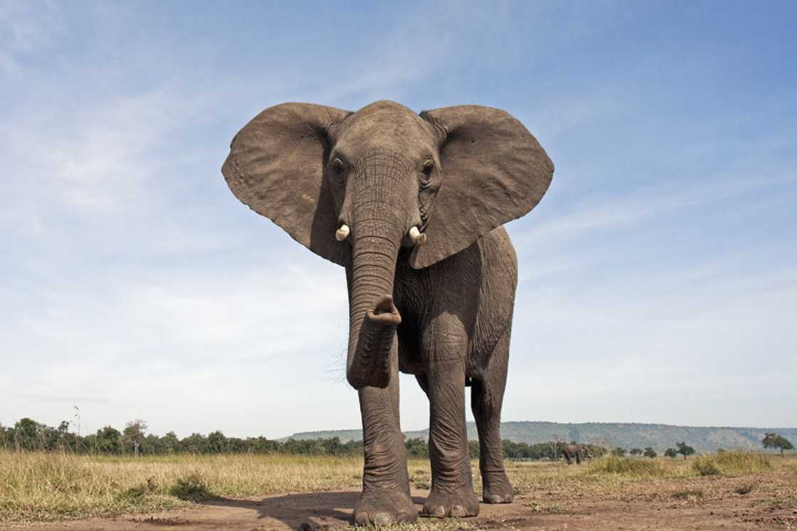 Tributes are pouring in for FC Conradie, the CEO of Gondwana Private Game Reserve, who tragically lost his life by being killed by an elephant. Tributes are pouring in for FC Conradie, the CEO of Gondwana Private Game Reserve, who tragically lost his life by being killed by an elephant.