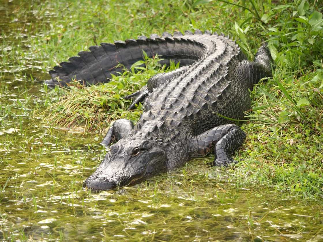 An alligator at Big Cypress National Preserve in Florida An alligator at Big Cypress National Preserve in Florida