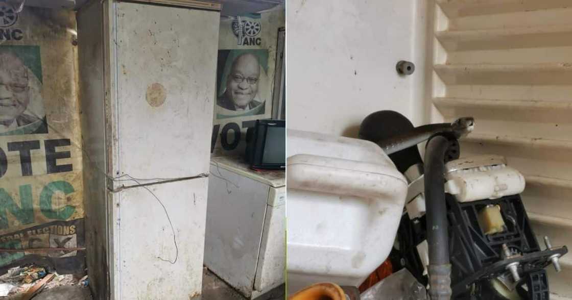 Snake, Rescuer, Mamba, Durban, summer, social media, Mzansi, poison, bite Snake, Rescuer, Mamba, Durban, summer, social media, Mzansi, poison, bite