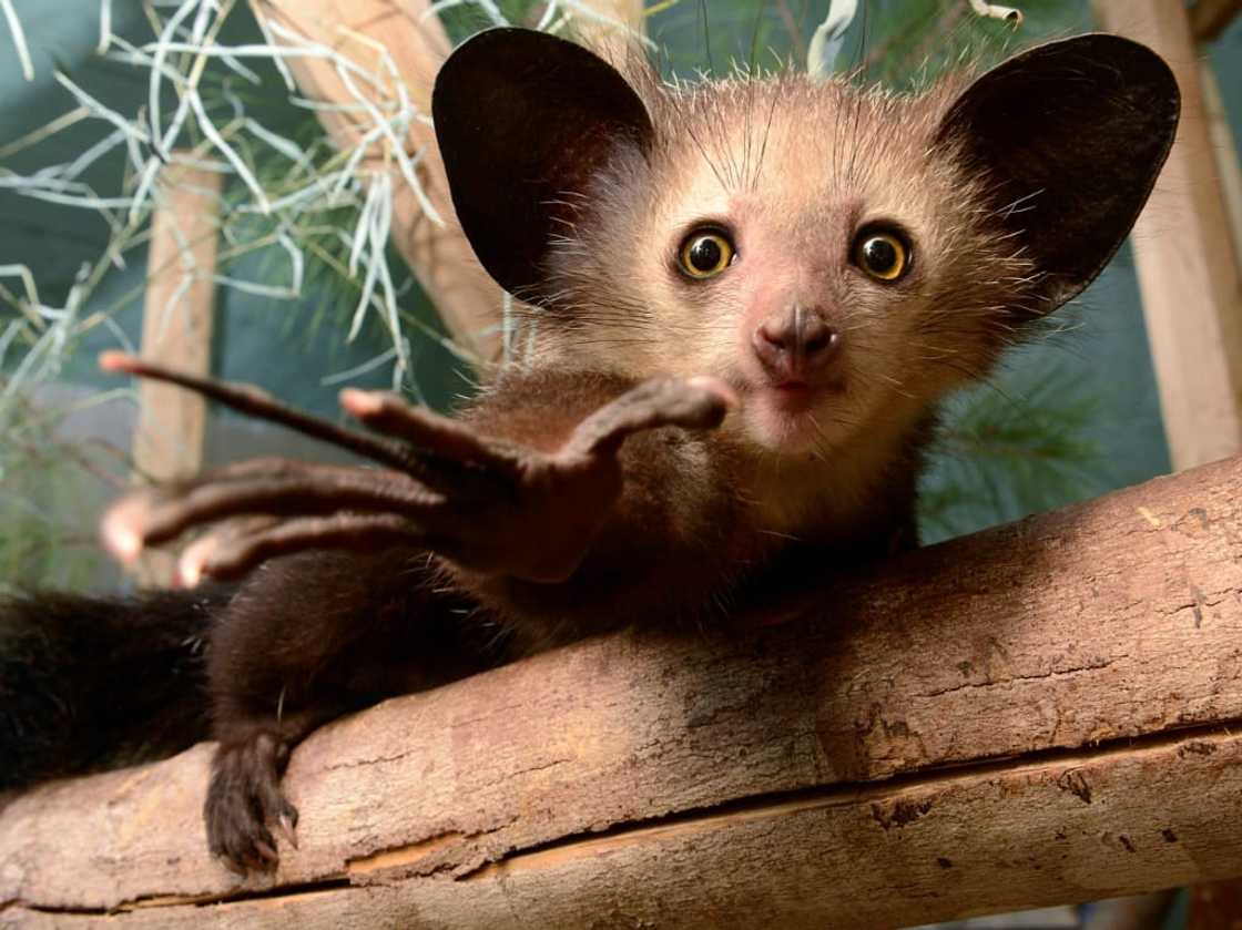 The aye-aye has been filmed picking its nose with its extra-long middle finger The aye-aye has been filmed picking its nose with its extra-long middle finger