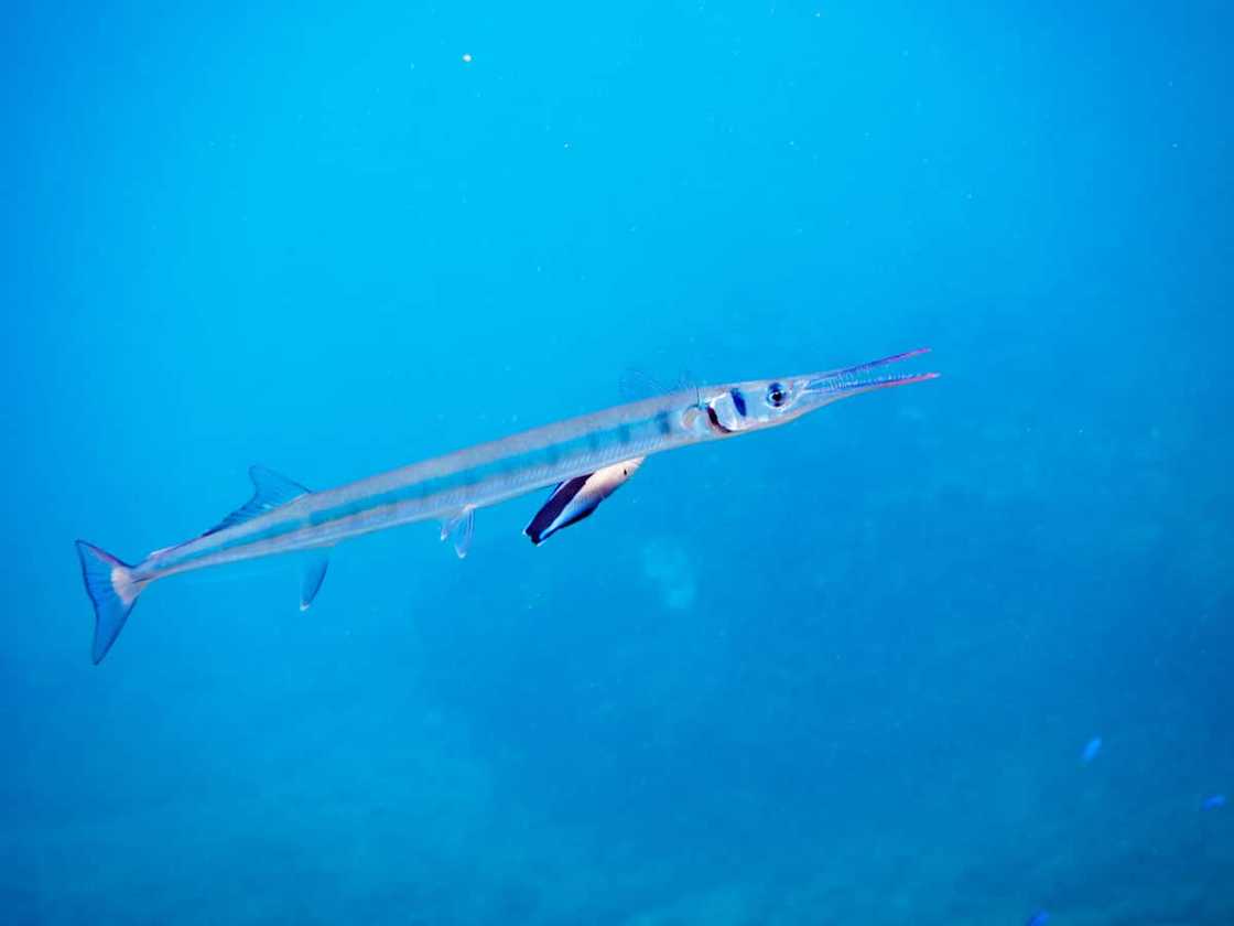 A needlefish in the deep ocean