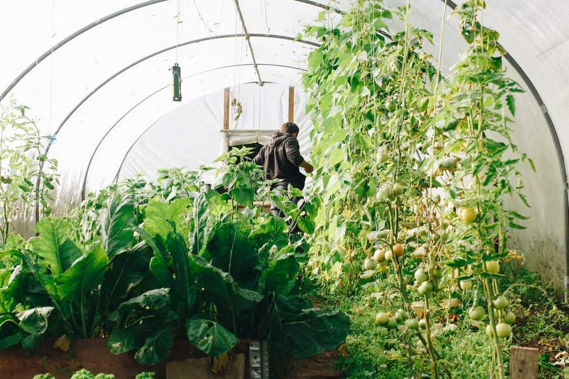 Beginner's vegetable planting guide South Africa 2019 Beginner's vegetable planting guide South Africa 2019