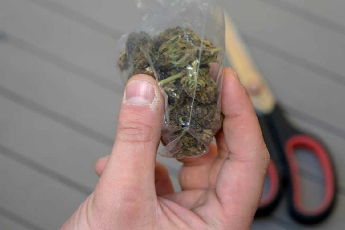 A person holds a bag with illegally purchased marijuana in Montevideo A person holds a bag with illegally purchased marijuana in Montevideo