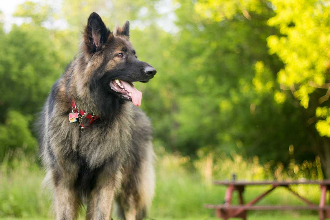 Shiloh Shepherd dog walking in the garden.