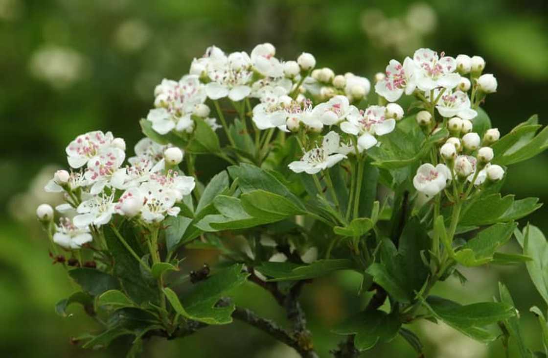 What is the spiritual meaning of flowers? What is the spiritual meaning of flowers?