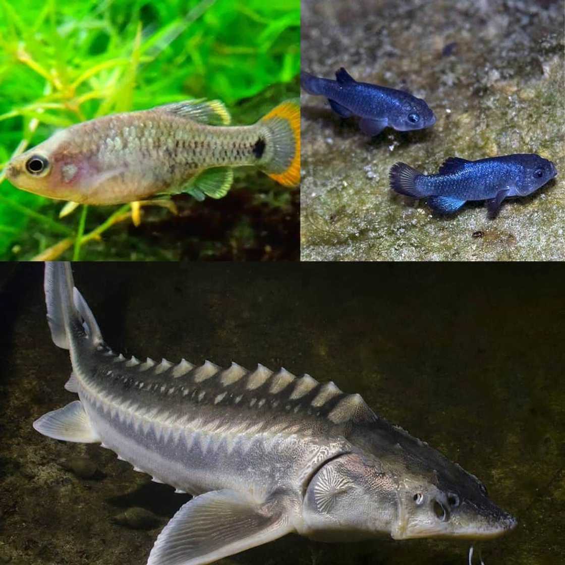 What are the top ten the rarest fish? What are the top ten the rarest fish?