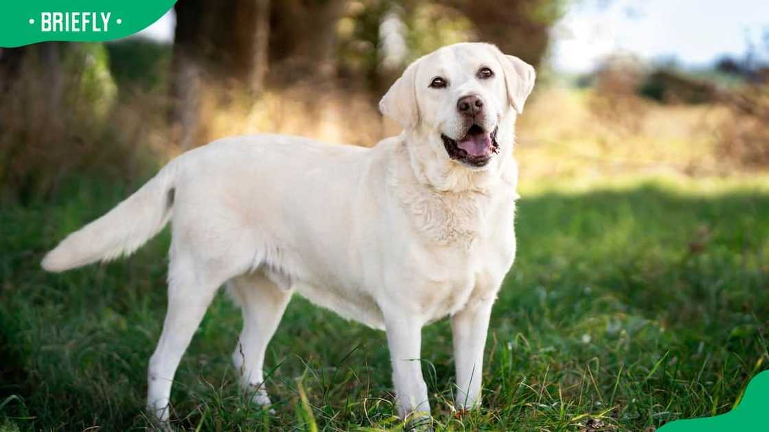 Labrador Retriever dog breed