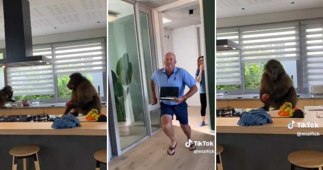 TikTok user @mialfick shared a video of her father chasing baboons from their home and it’s hilarious TikTok user @mialfick shared a video of her father chasing baboons from their home and it’s hilarious