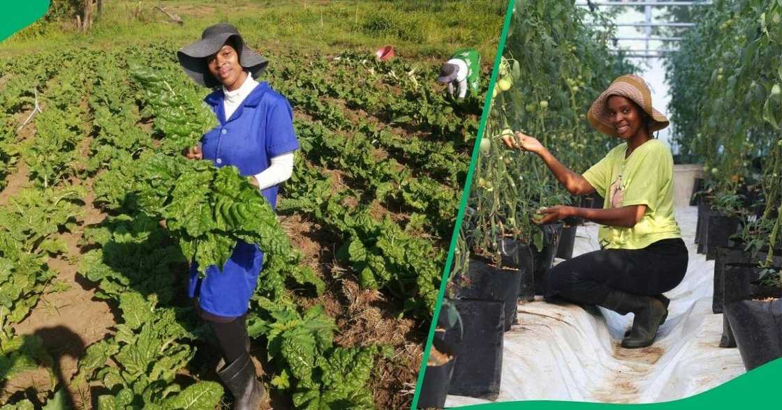 Aphiwe Mtshali is the founder of Hlalakahle Farming Projects Aphiwe Mtshali is the founder of Hlalakahle Farming Projects