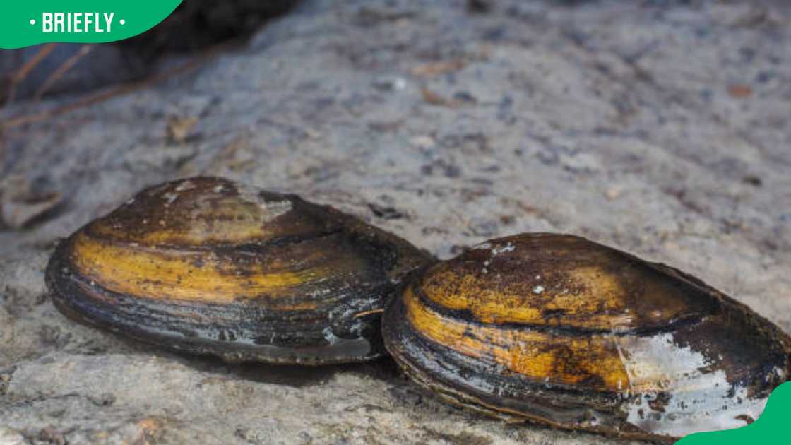 pearl mussel on dry land pearl mussel on dry land
