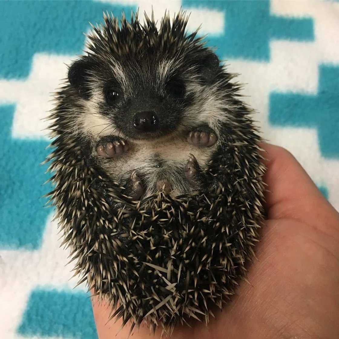 hedgehogs for sale in Gauteng hedgehogs for sale in Gauteng