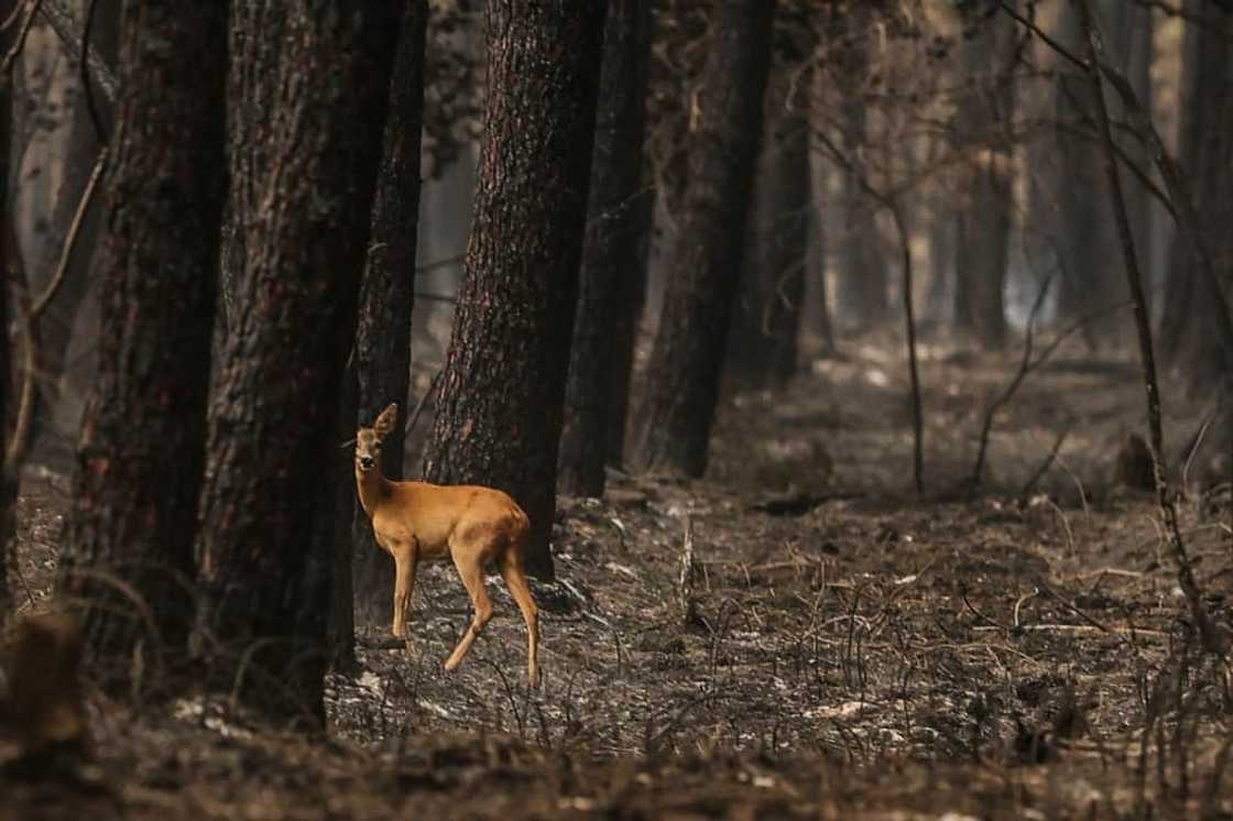 France has been buffeted this summer by a historic drought as well as a series of heatwaves and several forest fires