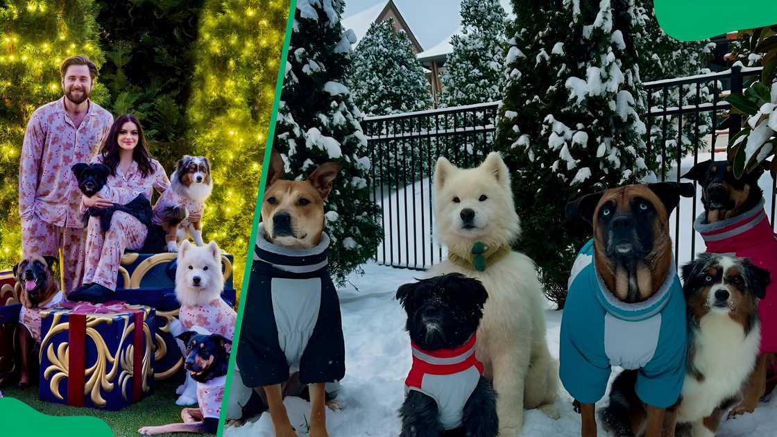 Ariel Winter and Luke Benward's dogs Ariel Winter and Luke Benward's dogs