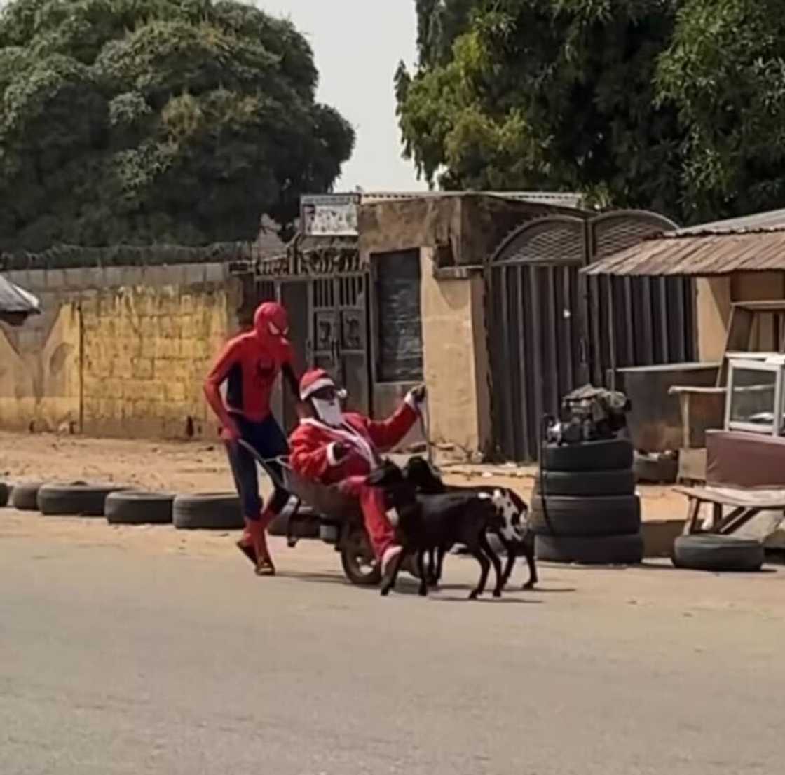 Spider-Man and Santa Claus brought smiles to viewers as they strolled down the streets with sheep.