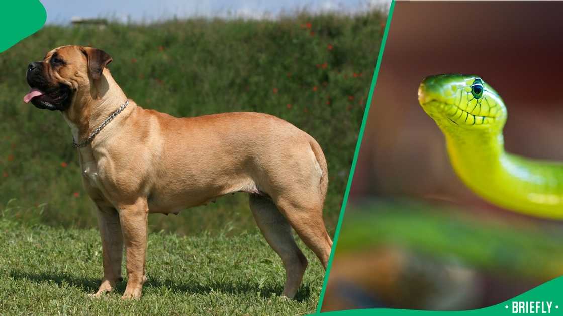A bullmastiff was bitten by a green mamba in Newlands, KwaZulu-Natal A bullmastiff was bitten by a green mamba in Newlands, KwaZulu-Natal
