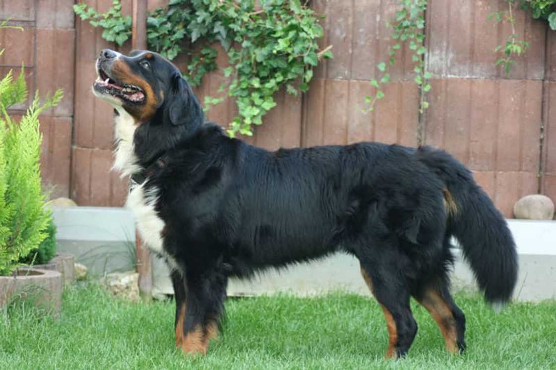 World's strongest dog breed World's strongest dog breed