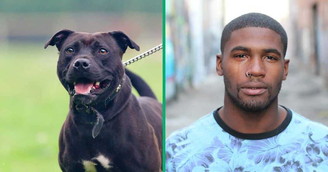 A Twitter video shows a group of men being attacked by a pit bull. A Twitter video shows a group of men being attacked by a pit bull.