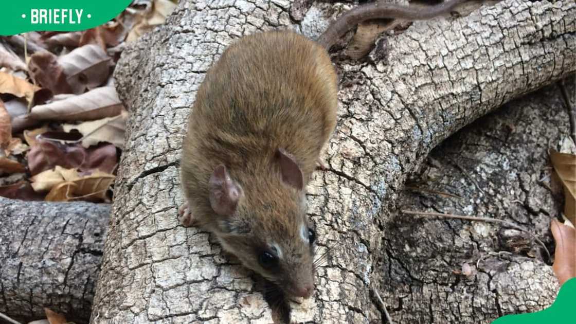 Xenomys nelsoni on a log Xenomys nelsoni on a log