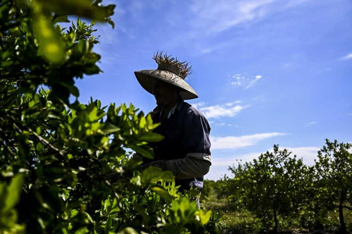 More than 32,500 people hold jobs in Florida's citrus industry, according to officials More than 32,500 people hold jobs in Florida's citrus industry, according to officials