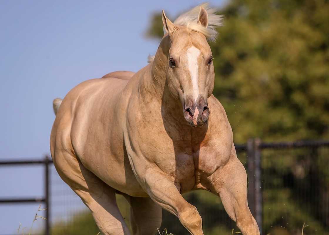 What is the most expensive horse in the world 2021? What is the most expensive horse in the world 2021?