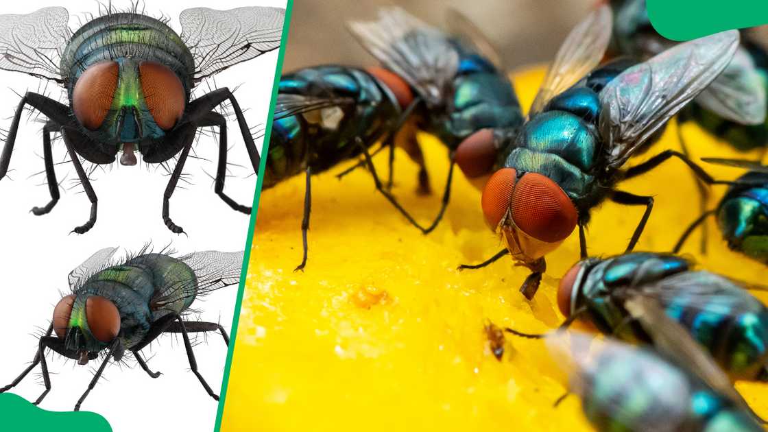 Flies on a white background (L). Infestation of flies on food (R).