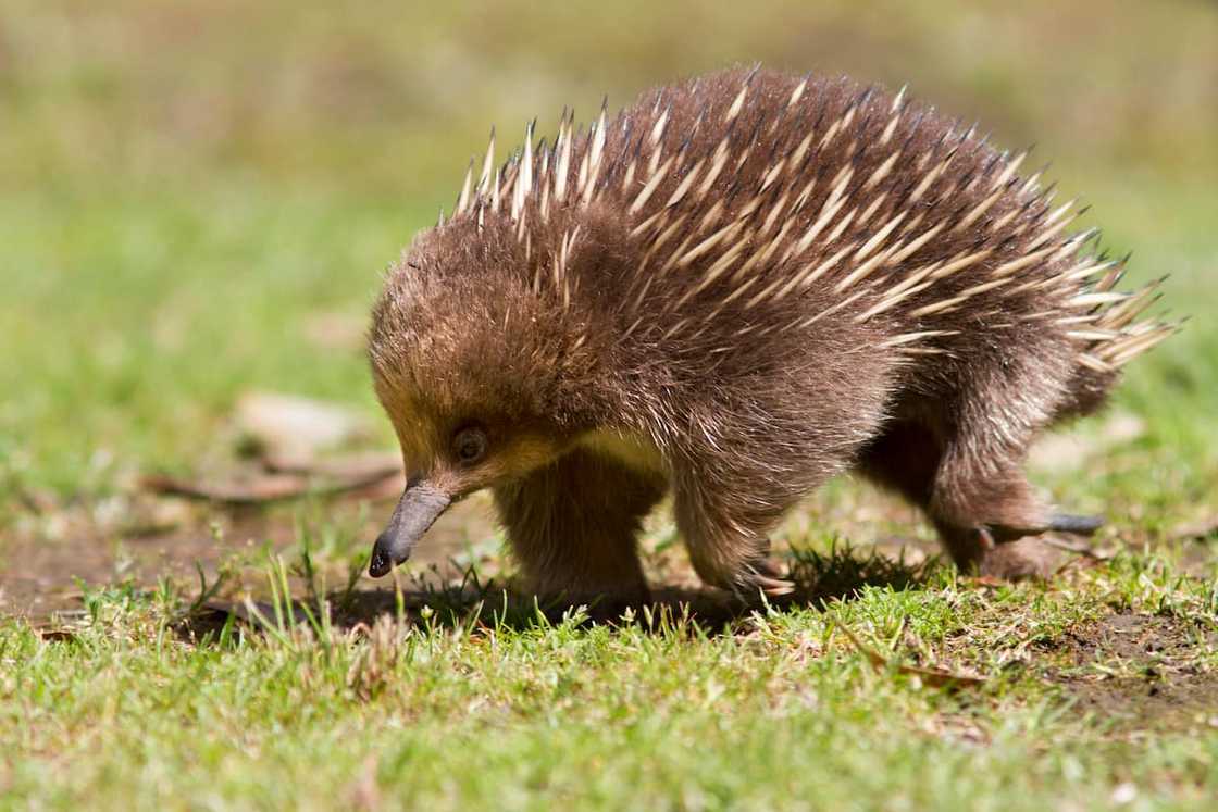 An echidna walking over a grassy field. An echidna walking over a grassy field.