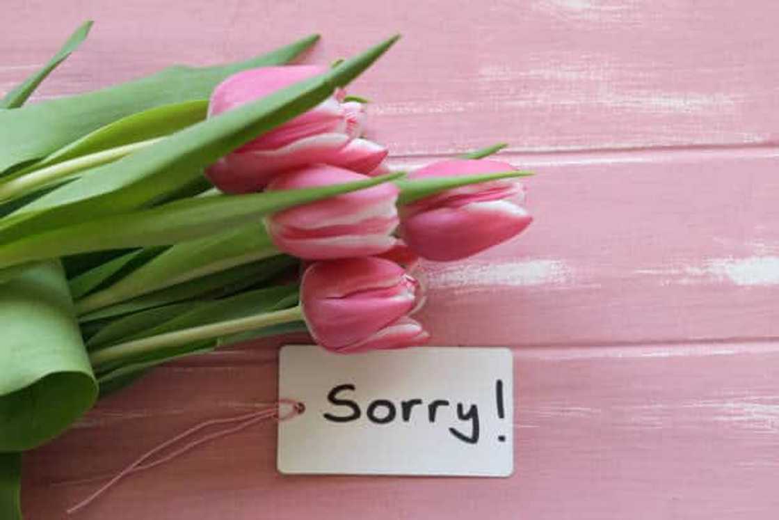 What is the best apology message?