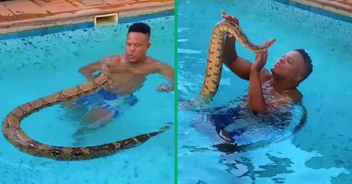 Man swam with massive pet snake