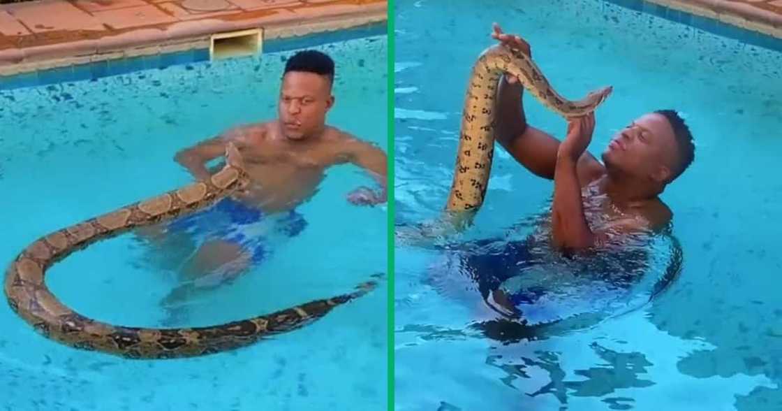 Man swam with massive pet snake Man swam with massive pet snake