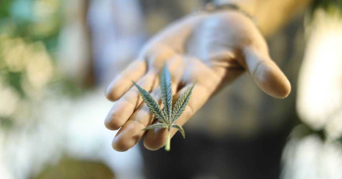 Business news: South African cannabis industry R650m company Business news: South African cannabis industry R650m company