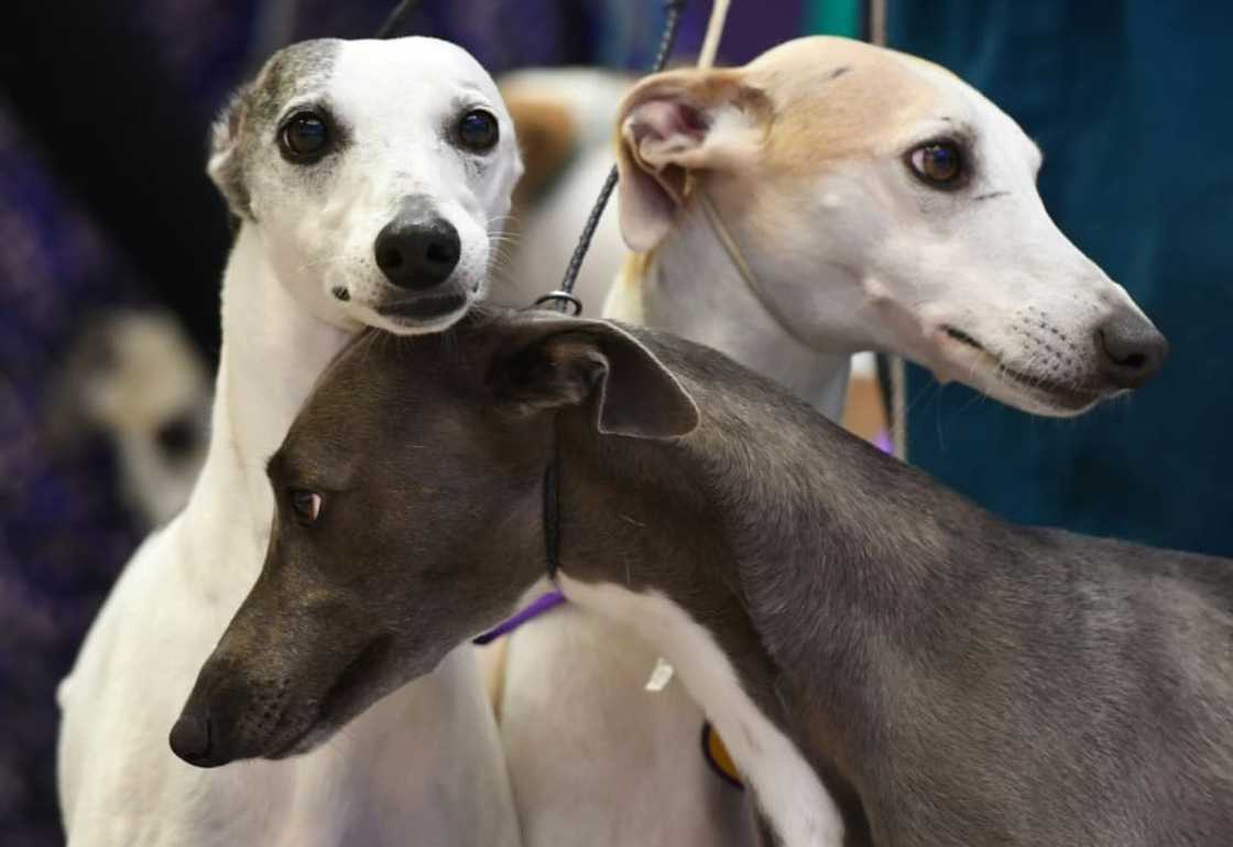 Whippets are among the dogs expected to live the longest, according to a new study