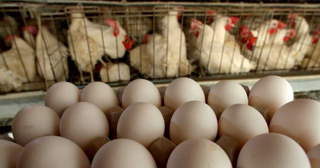 National Lotteries Commission, corruption, grant funds, Marikana, William Huma, poultry farm National Lotteries Commission, corruption, grant funds, Marikana, William Huma, poultry farm
