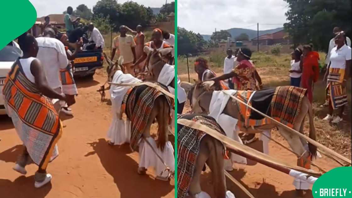 A humble donkey cart stole the show at a Venda wedding as the bride and groom used it to ride into their new chapter A humble donkey cart stole the show at a Venda wedding as the bride and groom used it to ride into their new chapter