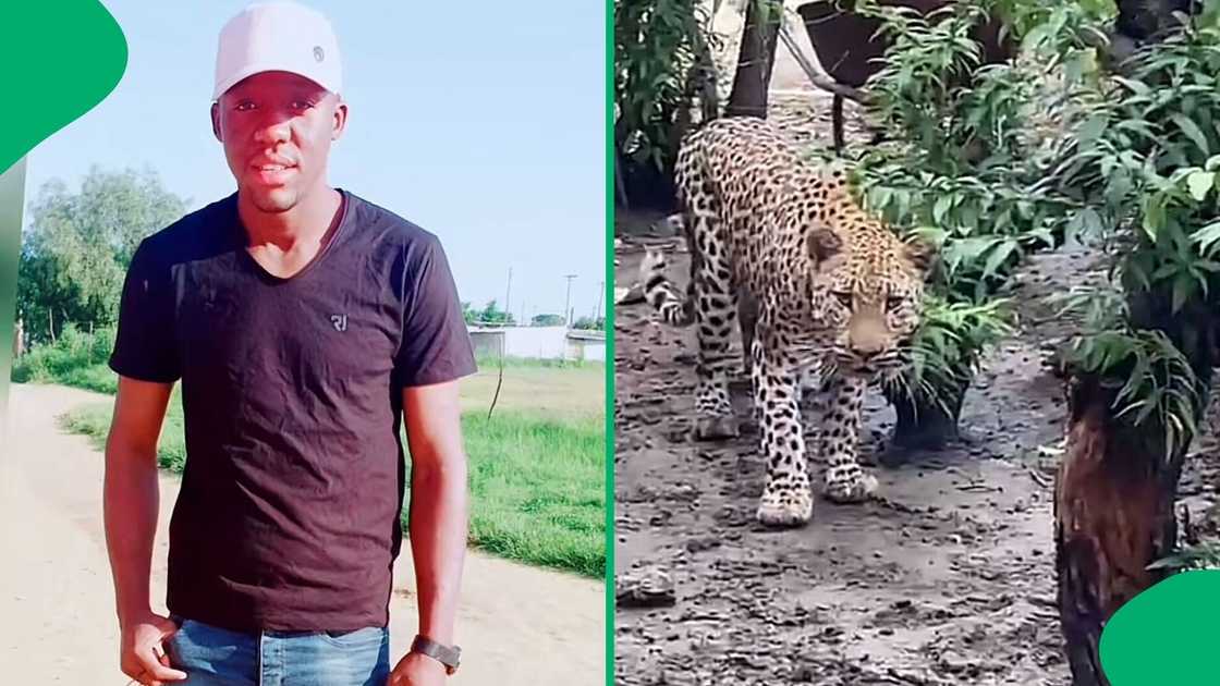 A TikTok video shows a leopard trying to break into a house.