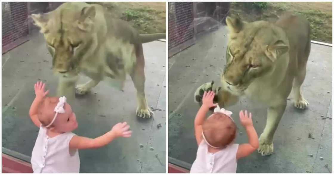 Baby girl playing with lion