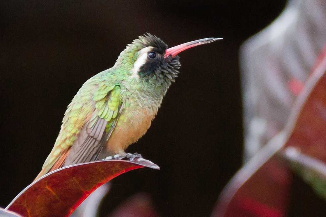 Xantus’s hummingbird sitting on a leaf