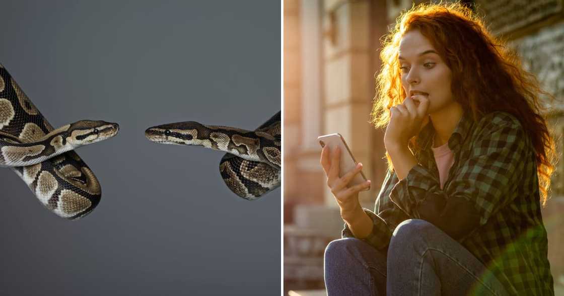 A lady found two pythons doing the deed behind her microwave. A lady found two pythons doing the deed behind her microwave.