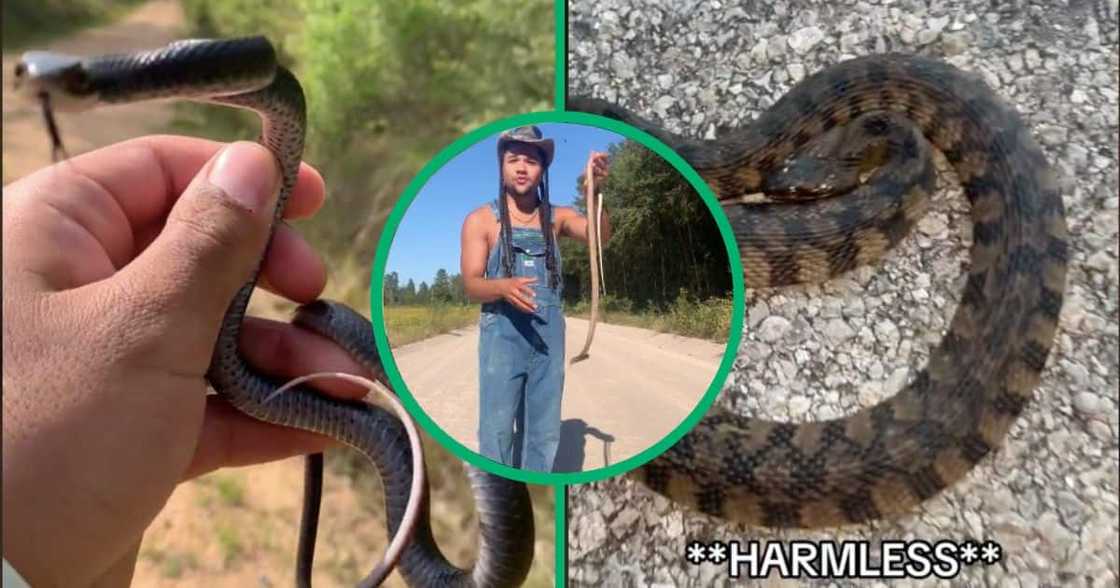 A man encountered different snakes and touched the non-venomous ones A man encountered different snakes and touched the non-venomous ones