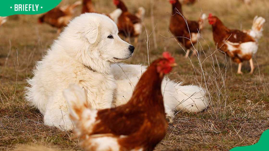 A Maremma Sheepdog at the Mulloon Creek Natural Farm