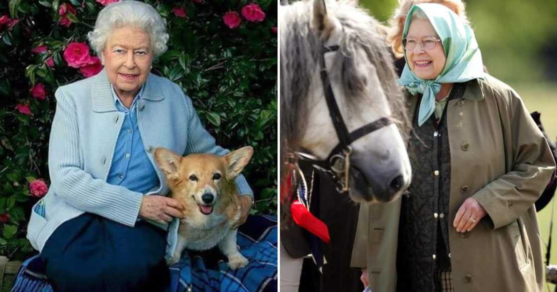 Queen Elizabeth II loved corgis