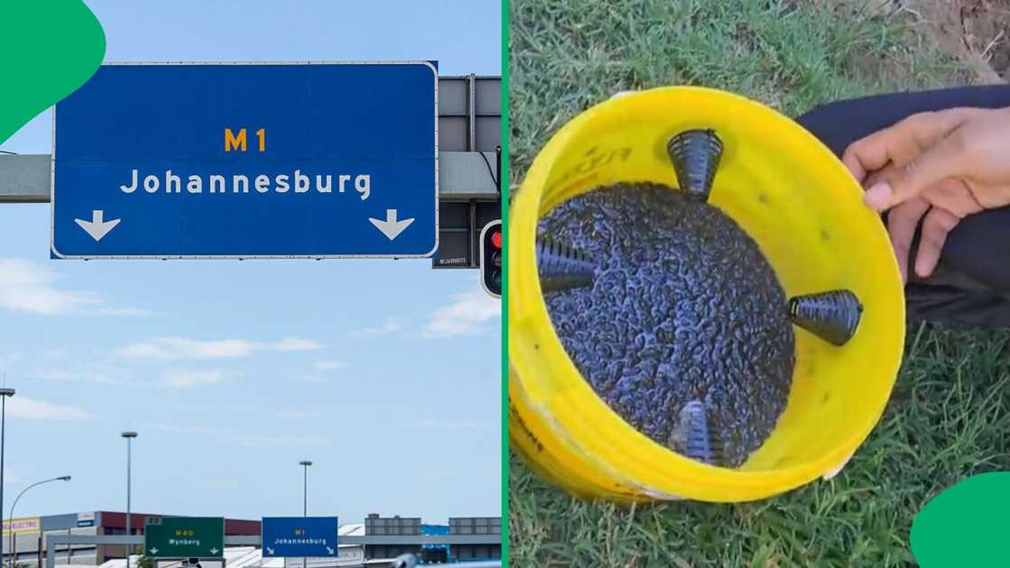 Pest control confirmed a fly infestation in Gauteng Pest control confirmed a fly infestation in Gauteng