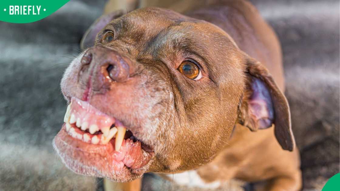 Pitbull