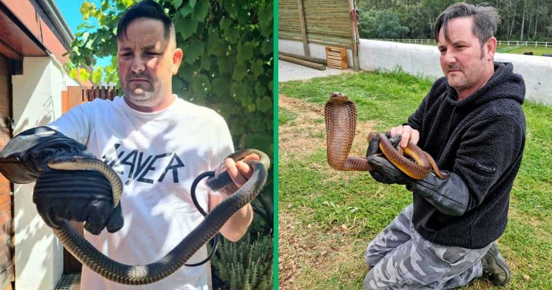 Seasoned Snake Catcher Gerrie Heyns with a Cape Cobra and a boomslang