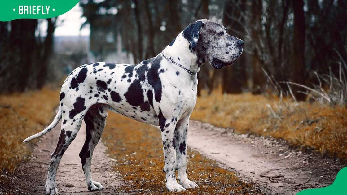 Great Dane dog breed Great Dane dog breed