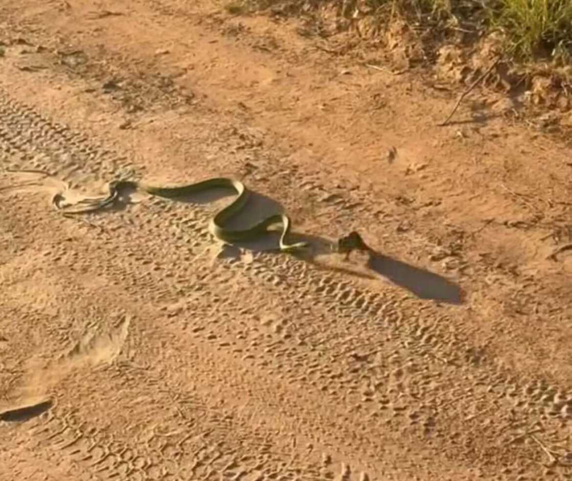 South Africans were left speechless after watching a snake chase a chameleon in an intense video. South Africans were left speechless after watching a snake chase a chameleon in an intense video.