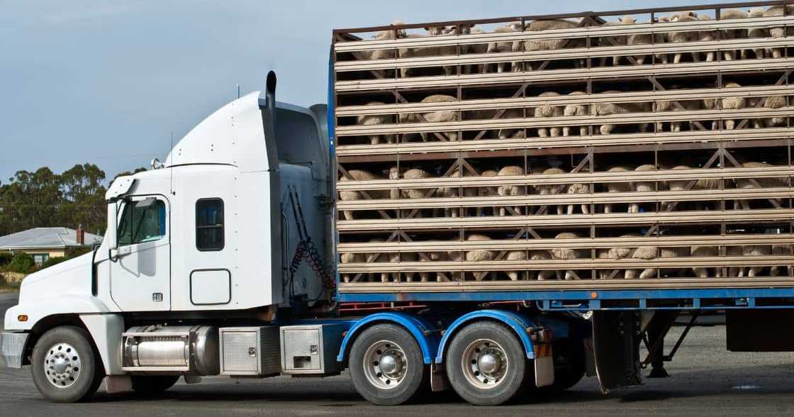 Sheep truck Sheep truck
