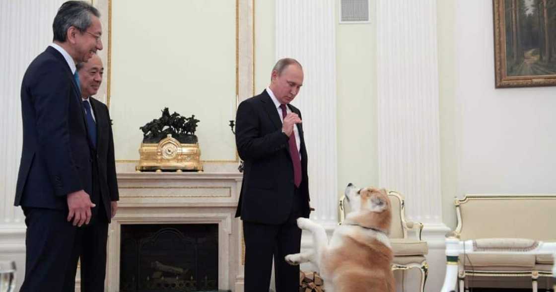 Awkward, Video, Vladimir Putin, Dog, SA Awkward, Video, Vladimir Putin, Dog, SA