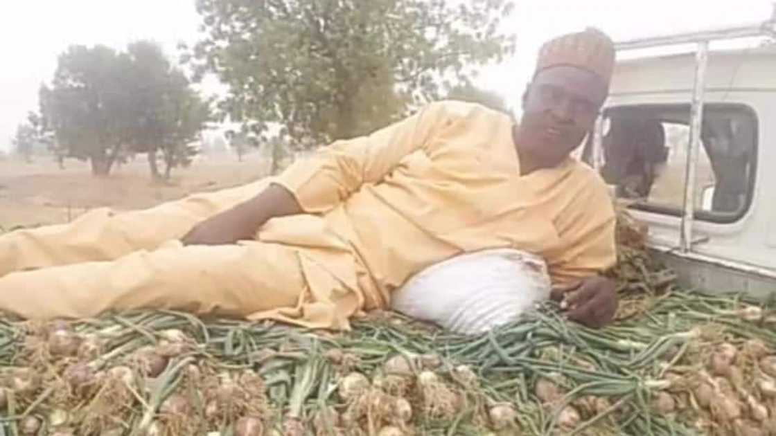 Ibrahim Umara, University, professor, onion harvest