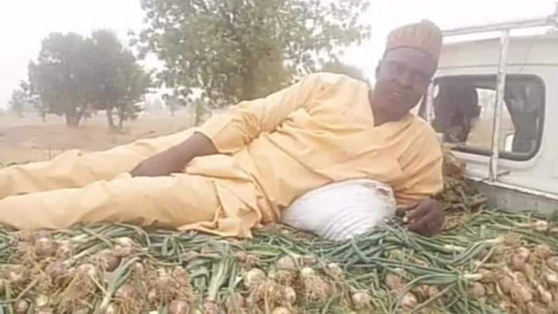 Ibrahim Umara, University, professor, onion harvest Ibrahim Umara, University, professor, onion harvest
