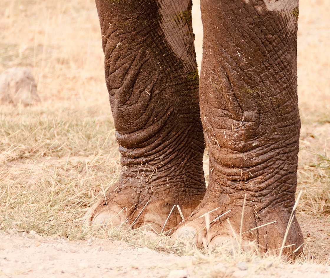Elephants can be dangerous even when mock charging